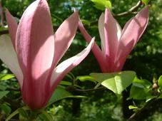 arboretum_227x170_017.jpg