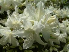 arboretum_227x170_022.jpg