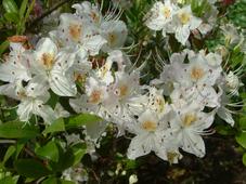 arboretum_227x170_024.jpg