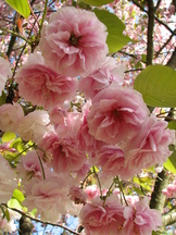 arboretum_162x216_006.jpg
