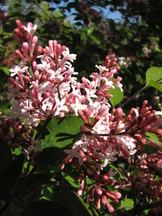 arboretum_162x216_007.jpg