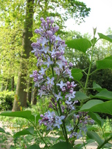 arboretum_162x216_021.jpg