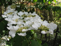 arboretum_216x162_014.jpg