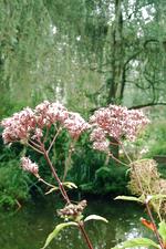 arcen_150x225_051.jpg