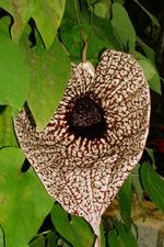 arcen_150x225_072.jpg