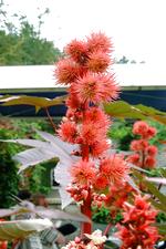 arcen_150x225_091.jpg