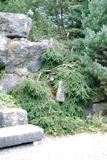 arcen_150x225_103.jpg