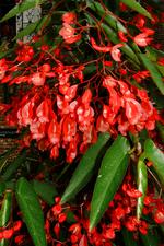 arcen_150x225_136.jpg