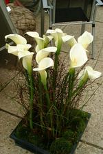 arcen_150x225_043.jpg