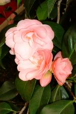 arcen_150x225_046.jpg
