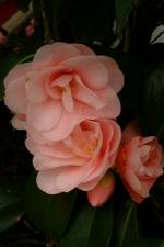 arcen_150x225_047.jpg