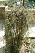arcen_150x225_059.jpg