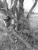 biesbosch_162x216_095.jpg