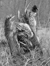 biesbosch_162x216_097.jpg