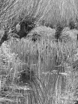 biesbosch_162x216_104.jpg