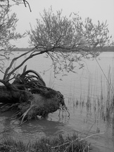 biesbosch_162x216_105.jpg