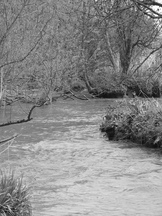 biesbosch_162x216_108.jpg