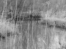 biesbosch_216x162_096.jpg