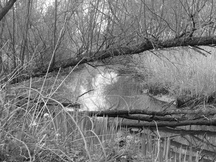 biesbosch_216x162_098.jpg
