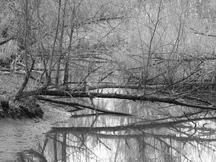 biesbosch_216x162_099.jpg
