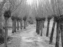 biesbosch_216x162_110.jpg