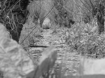 biesbosch_216x162_116.jpg