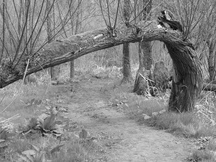 biesbosch_216x162_119.jpg