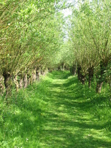 biesbosch_162x216_001.jpg