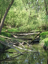 biesbosch_162x216_003.jpg