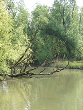 biesbosch_162x216_021.jpg