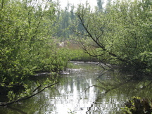 biesbosch_216x162_002.jpg
