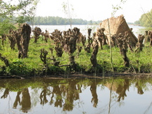 biesbosch_216x162_004.jpg