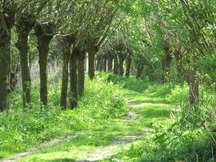 biesbosch_216x162_005.jpg