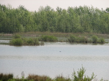 biesbosch_216x162_010.jpg
