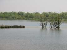 biesbosch_216x162_012.jpg