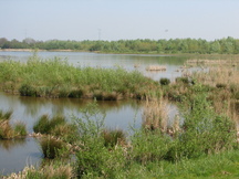 biesbosch_216x162_013.jpg