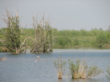 biesbosch_216x162_014.jpg