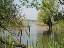 biesbosch_216x162_018.jpg