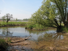 biesbosch_216x162_019.jpg