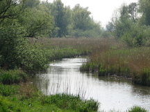 biesbosch_216x162_022.jpg