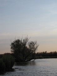 bevers_182x243_0454.jpg