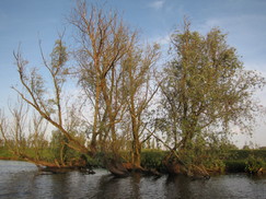 bevers_243x182_0453.jpg