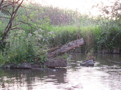 bevers_243x182_0462.jpg