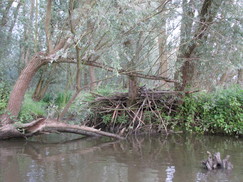 bevers_243x182_0486.jpg