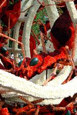 bloemencorso_150x225_041.jpg
