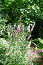 bouvigne_150x225_037.jpg