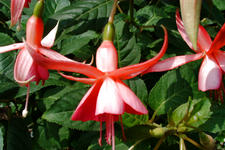 bouvigne_225x150_051.jpg