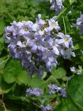 bouvigne_170x227_017.jpg