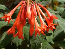 bouvigne_227x170_059.jpg