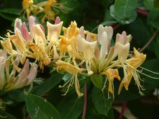 bouvigne_227x170_062.jpg